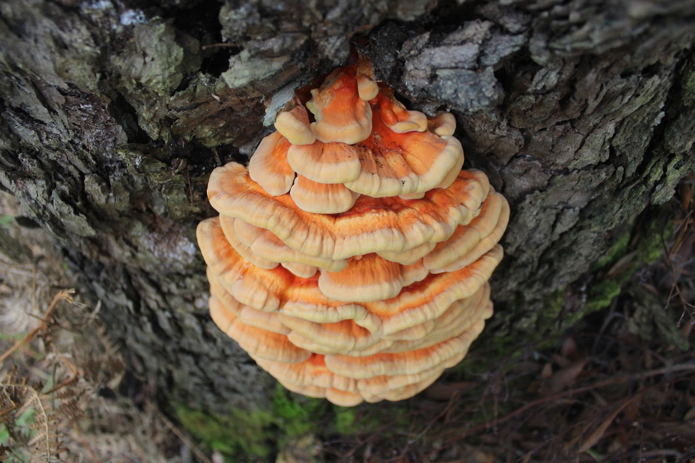 Suplementos Fungi